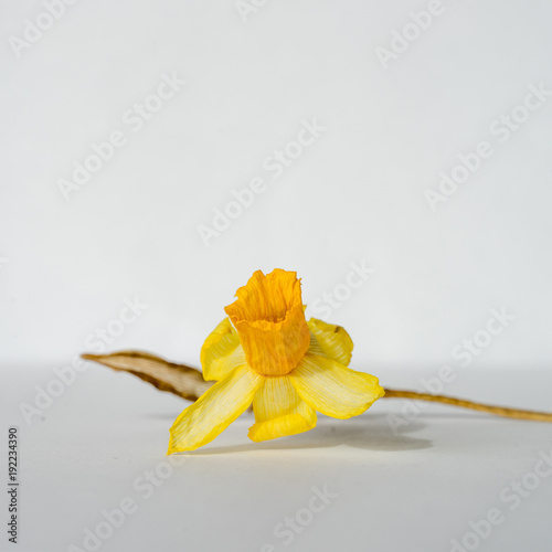 Fototapeta Naklejka Na Ścianę i Meble -  Lying withered, dried Narcissus flower