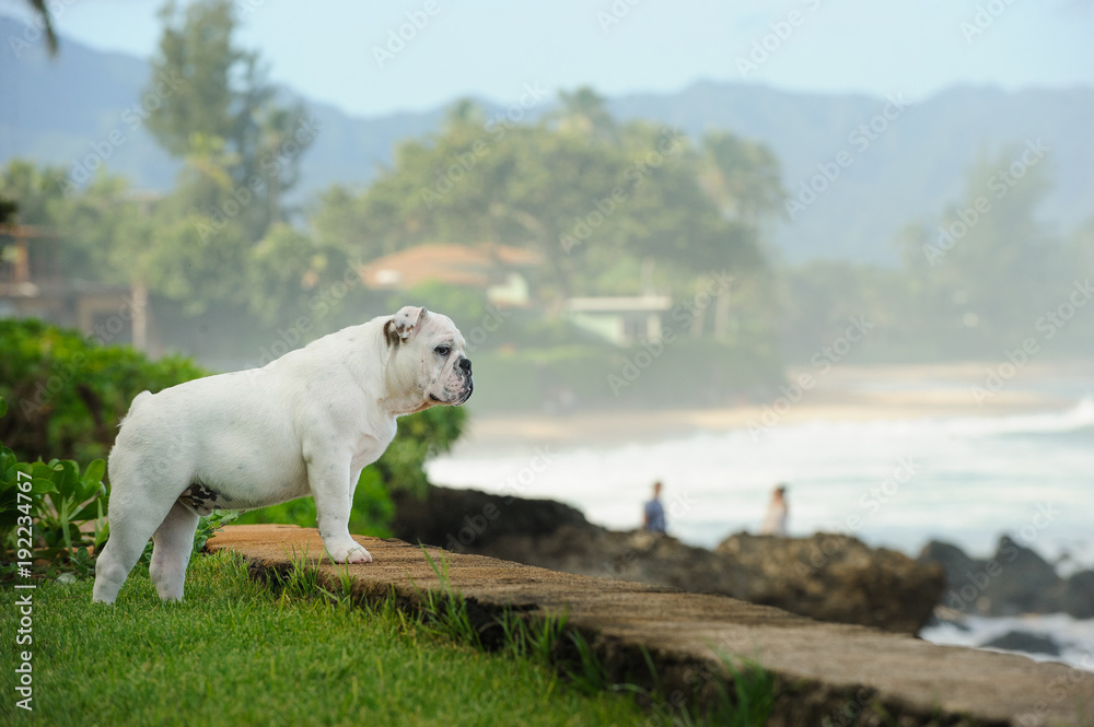 White English Bulldog puppy outdoor portrait standing up on wall overlooking ocean