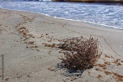 Dry plant pushed by the wind on the shore photo