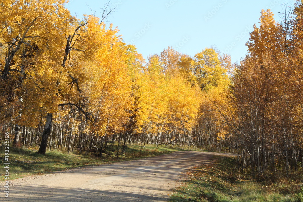 Autumn Colours Along Bison Loop Road, Elk Island National Park, Alberta