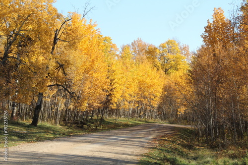 Autumn Colours Along Bison Loop Road, Elk Island National Park, Alberta