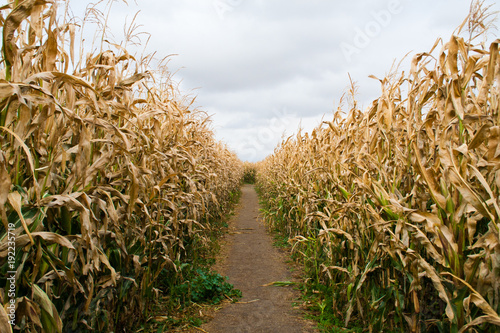 Path through a maze of corn