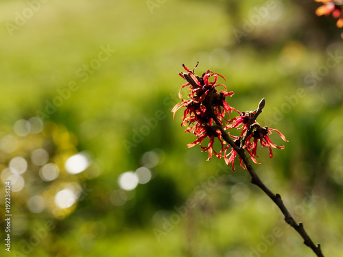 Rote Blüten der Zaubernuss Hamamelis Diane - Nahaufnahme
