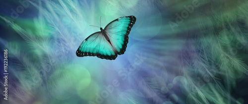 Soul Release Metaphor for departing soul - lone jade green  coloured butterfly set against a radiating feathered bokeh green and blue  coloured background
 photo