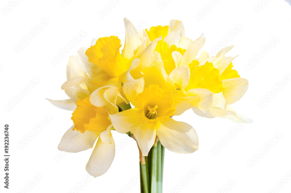 bouquet of daffodils isolated closeup bouquet of daffodils isolated closeup