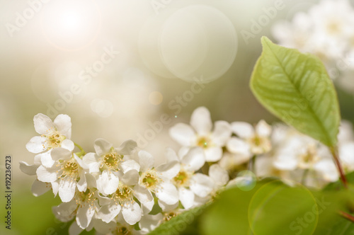 background of cherry branch blossoms, filter applied