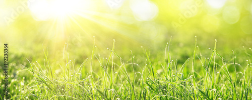 Gras im Frühling