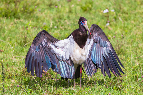 Abdim's stork. Ngrorongoro Crater Conservation Area. Tanzania. photo