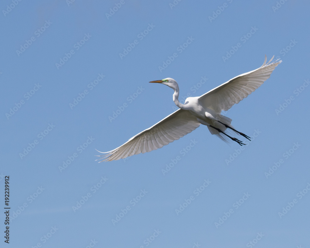Great Egret in Flight Great Egret in Flight