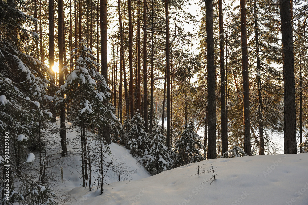Fototapeta premium Wintery forest.
