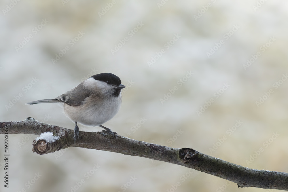Fototapeta premium marsh tit (Poecile palustris), a small passerine bird closely related to the willow tit on on a branch in winter, blurred background with copy space
