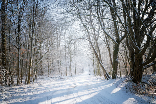 narrow country road covered with snow leads through a winter forest with bare trees on a sunny day, seasonal concept for safety transportation and traffic on vacation, copy space © Maren Winter