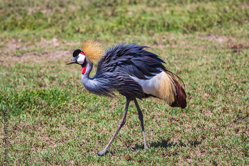 Crowned crane. Ngorongoro Crater Conservation Area. Tanzania.