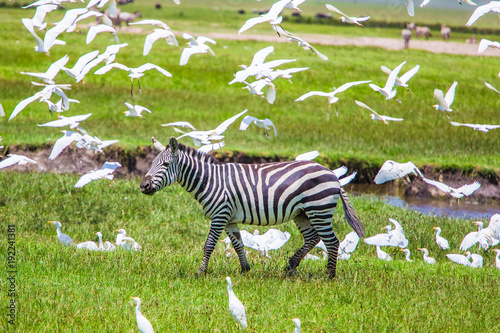 Wild zebra at Ngorongro Crater Conservation area. Tanzania.