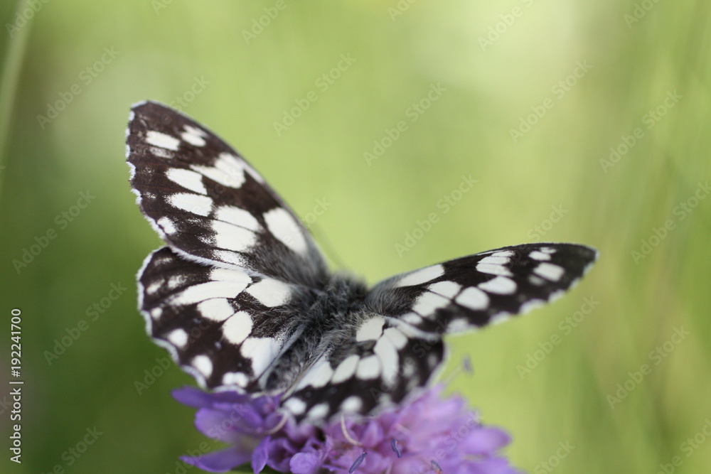 Obraz premium Schmetterling Schachbrett