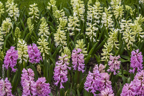 Field of White and Hot Pink Hyacinth Flowers in Amsterdam, Netherlands 