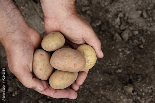 Hands holding fresh potatoes just dug out of the ground