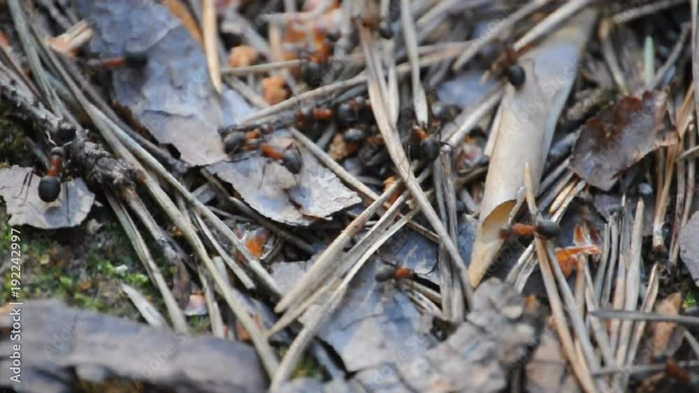 Close up of ants at work. Close up of ants at work.