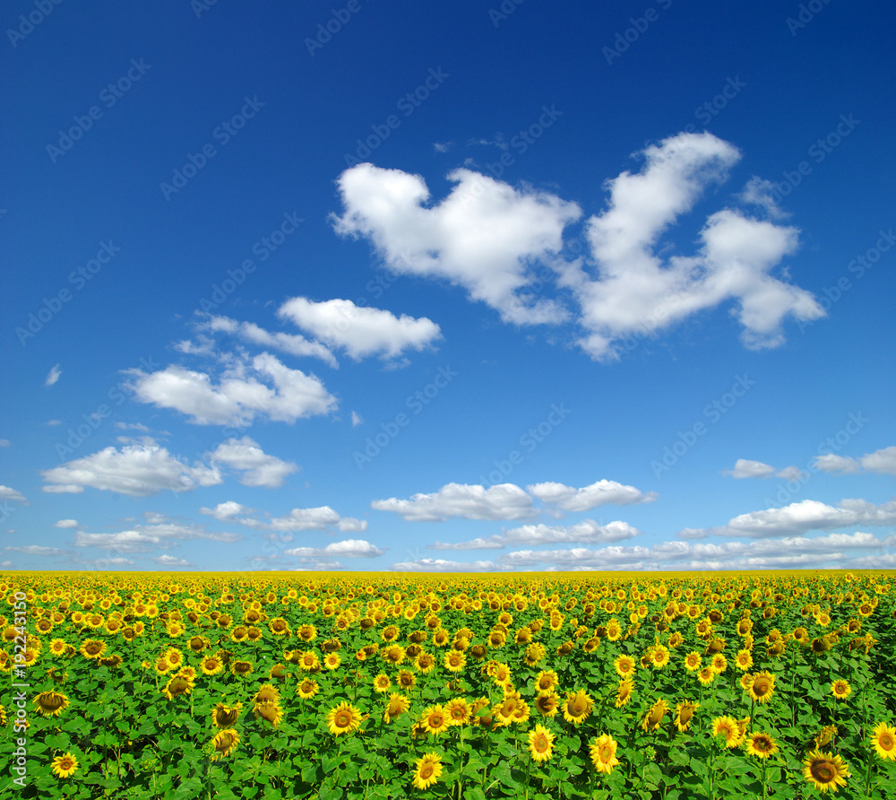 sunflowers