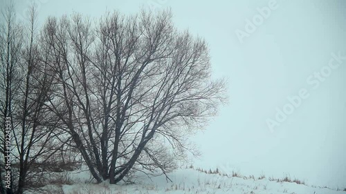 Wallpaper Mural Forest line and frozen lake during heavy snow fall. Torontodigital.ca
