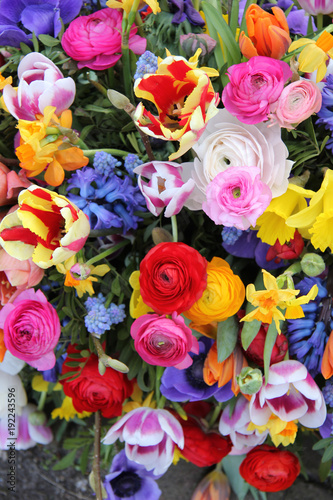 Colorful spring flowers