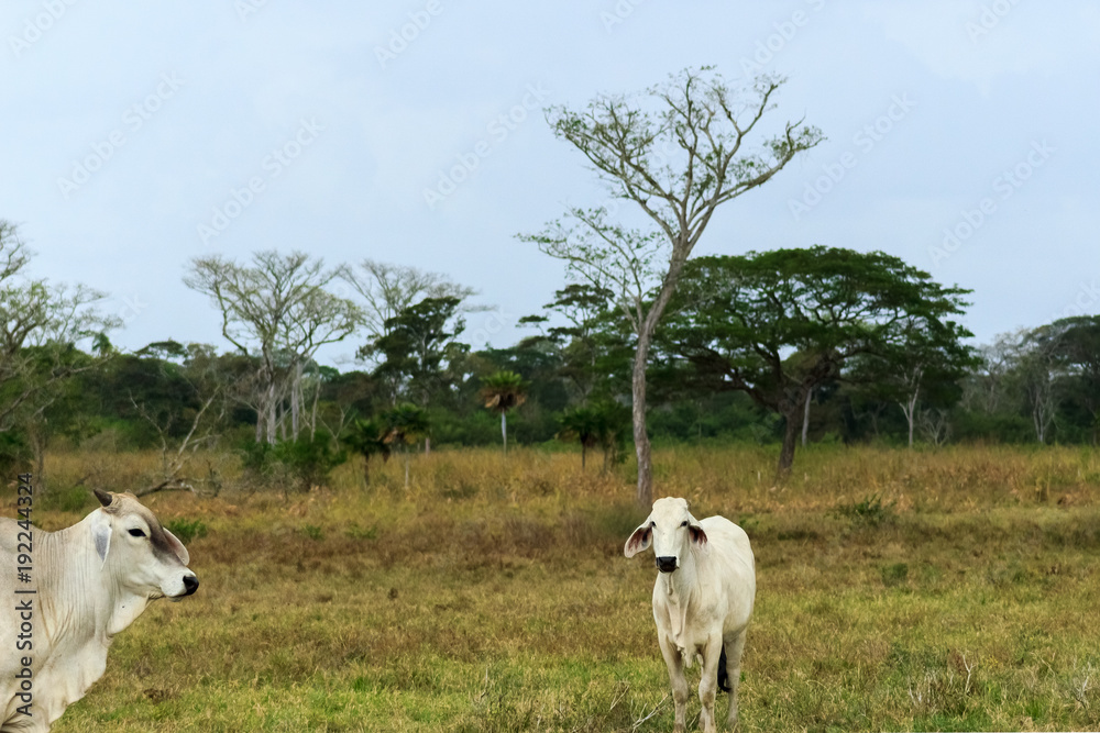 Fototapeta premium cow in venezuela