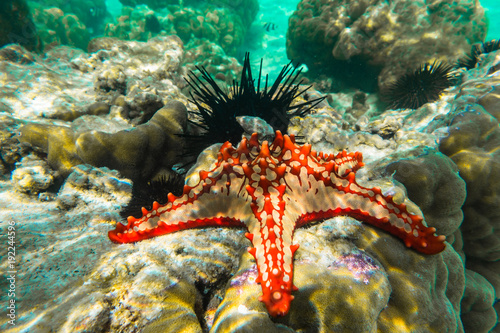 Underwater photography. Red knobbed sea star and sea urchins. Zanzibar, Tanzania. photo