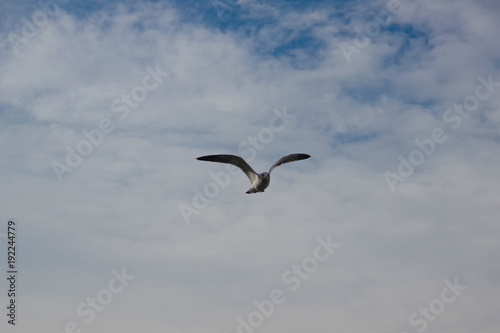 Scary seagull flying above port of Vigo  Vigo  Galicia  Spain