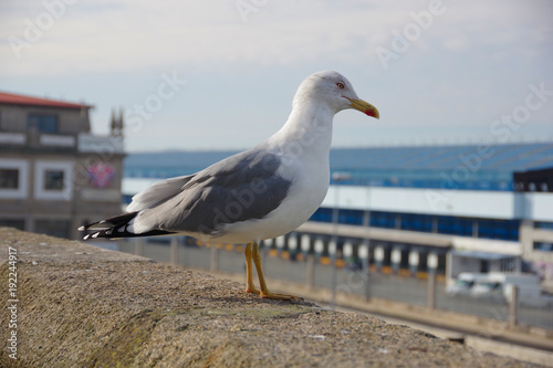 Seagull staying on the wall near port of Vigo  Vigo  Galicia  Spain