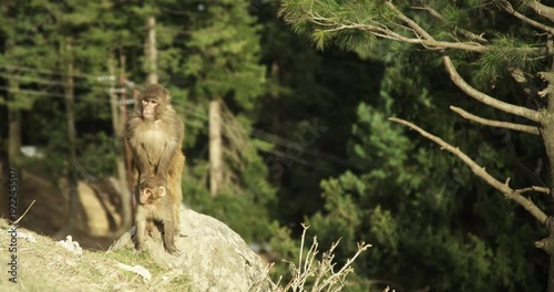 Gulmarg monkeys mate, India