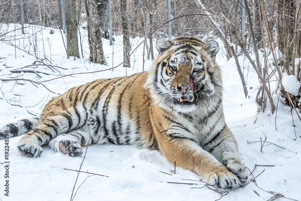 Adult Amur tiger in winter in the frost on the snow in the forest