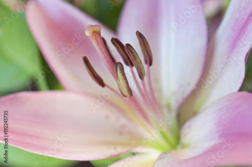 Pink Lily flower in macro view in horizontal position/Macro view of pink lily flower in horizontal position. Shows view of stamen and pistil with soft pastel pink petals.