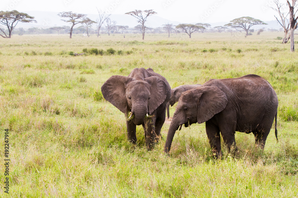 African elephants (Loxodonta africana)