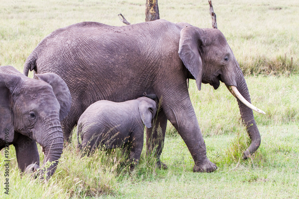 Fototapeta premium African elephants (Loxodonta africana)