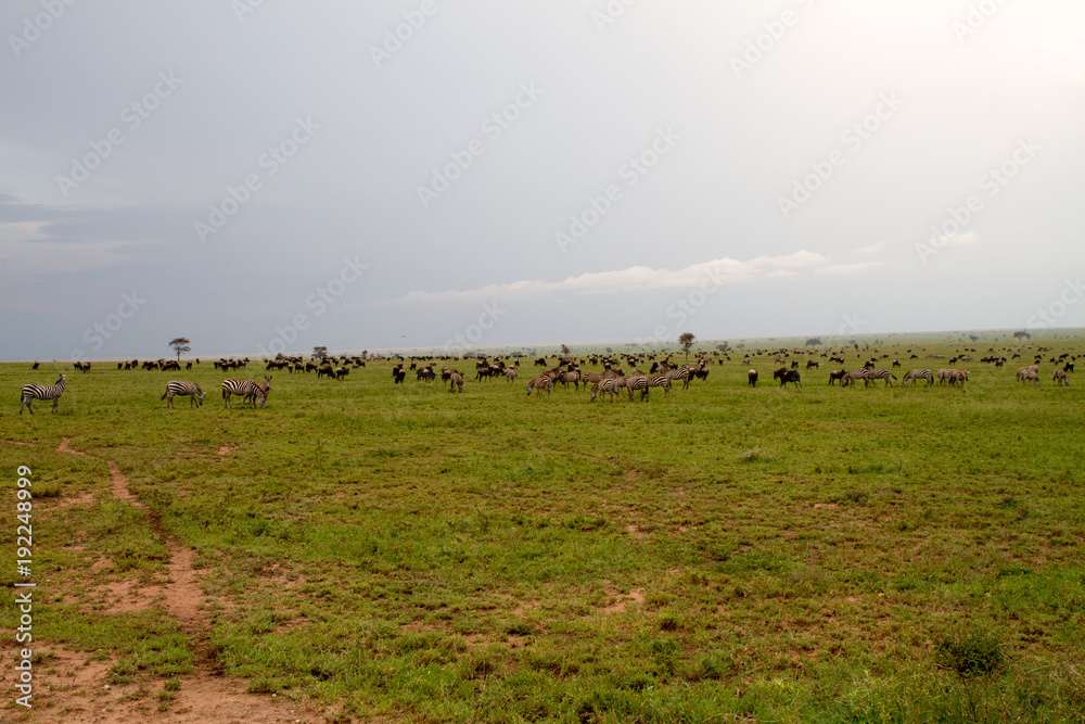 Naklejka premium Field with zebras and blue wildebeest