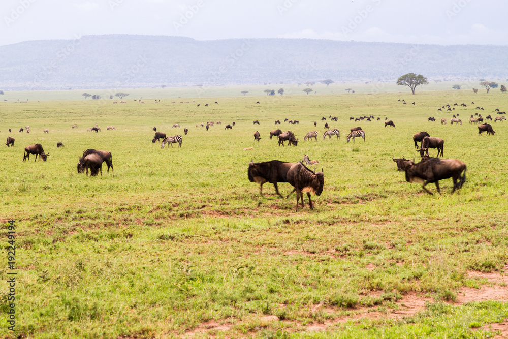 Field with zebras and blue wildebeest Field with zebras and blue wildebeest