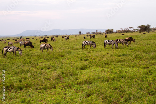 Field with zebras and blue wildebeest