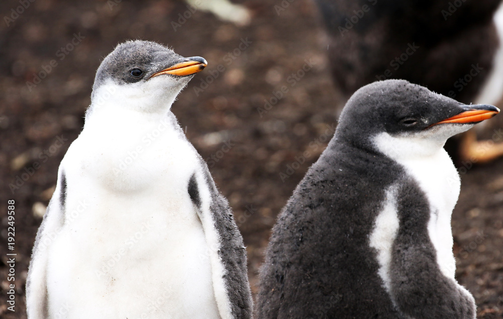 Fototapeta premium Gentoo Penguin Chicks closup, in a Rookery at Falkland Island, South America
