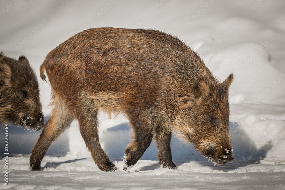 Wild Boar - Sus scrofa - Searching For Food In The Snow Wild Boar - Sus scrofa - Searching For Food In The Snow
