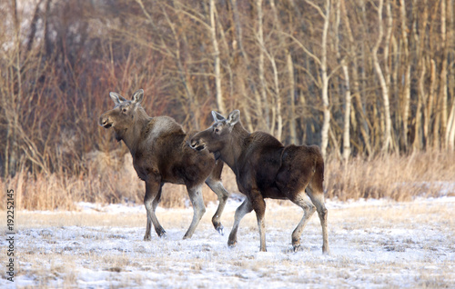 Prairie Moose Saskatchewan