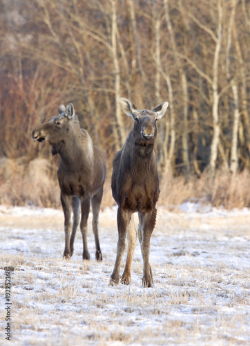 Prairie Moose Saskatchewan © pictureguy32