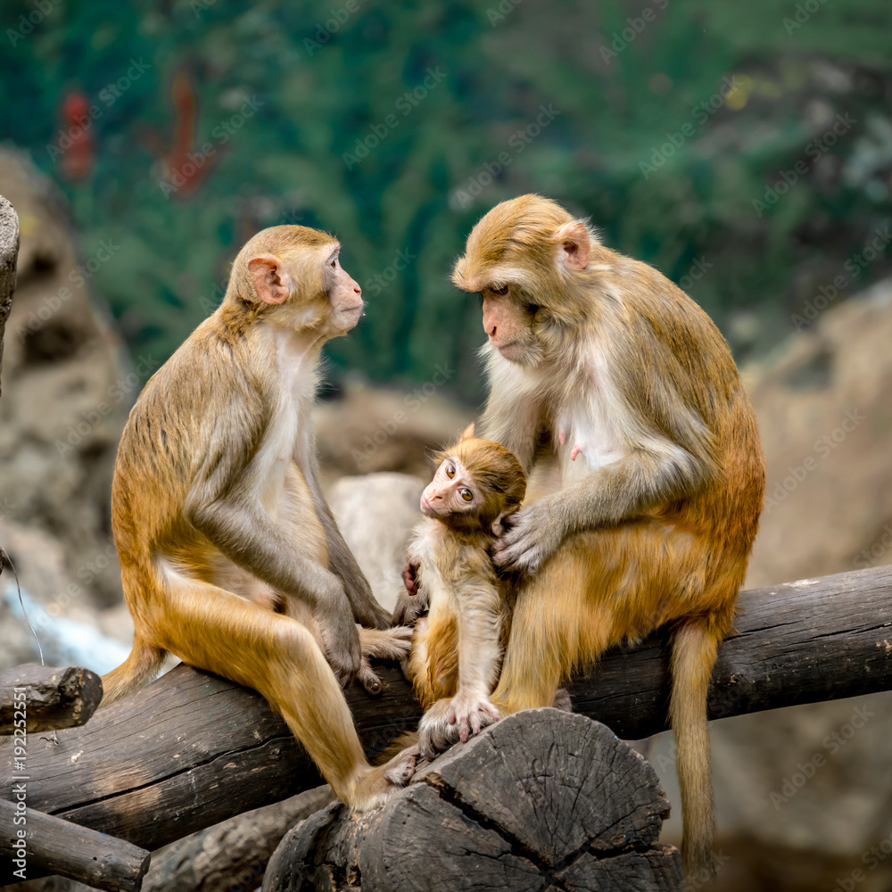 Monkey sitting on branch Monkey sitting on branch