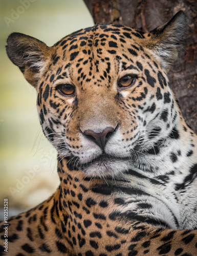 Jaguar - Panthera Onca - Close-Up
