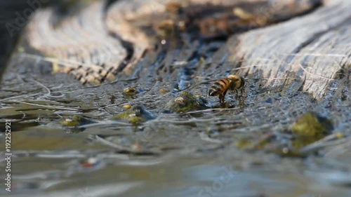 Bee gathering water and grooming