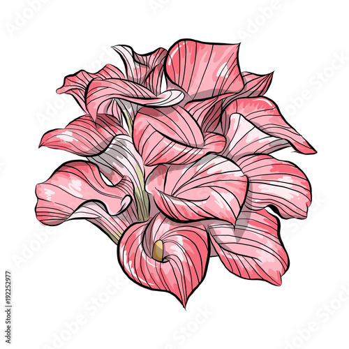 Calla