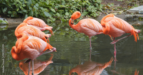 Pink flamingos in natural