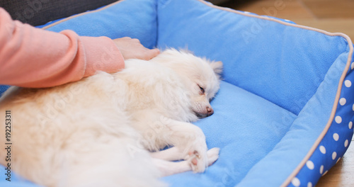 Pomeranian Dog lying on bed with pet owner massaging