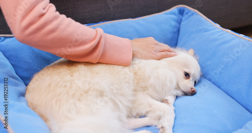 Fototapeta Naklejka Na Ścianę i Meble -  Pet owner massaging on her dog