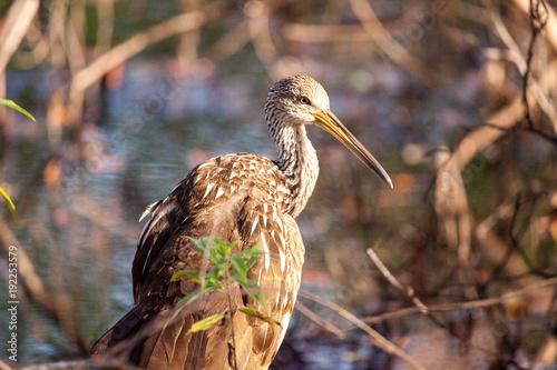 Limpkin wading bird Aramus guarauna photo