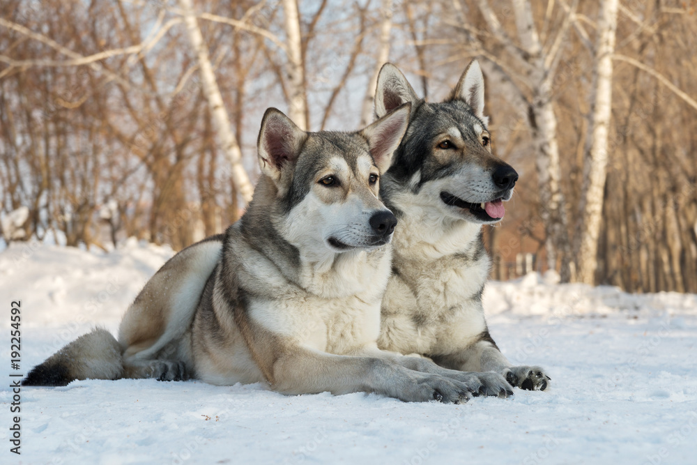 Beautiful male and female of Saarloos wolfhound in winter park Beautiful male and female of Saarloos wolfhound in winter park